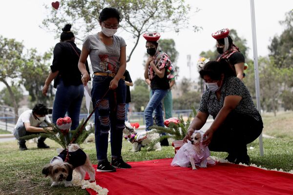 مسابقه  ولنتاین &quot;ماتریکان&quot; در پرو برگزار شد. عروسی سگ ها در لیما. - اسپوتنیک ایران  