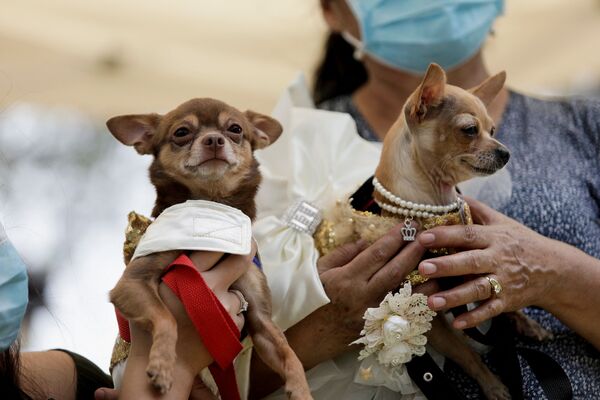 مسابقه  ولنتاین &quot;ماتریکان&quot; در پرو برگزار شد.سگ ها در زمان عروسی سمبلیک به مناسبت جشن عشاق - اسپوتنیک ایران  