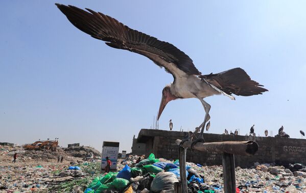  لک لک مارابو در نزدیکی مواد پلاستیکی قابل بازیافت در محل تخلیه Dandora در حومه نایروبی، کنیا دیده می شود. - اسپوتنیک ایران  