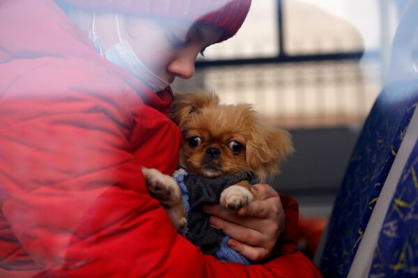 ساکنان اوکراین هنگام ورود به کشورهای دیگر، حیوانات خانگی خود را نیز همراه می‌برند.ورود پناهجویان به بلگورود روسیه. - اسپوتنیک ایران  