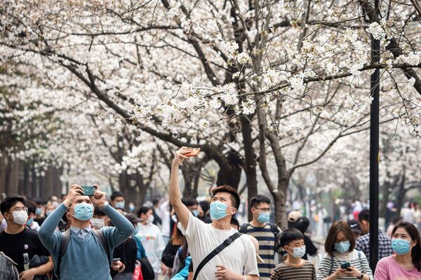 درختان گیلاس در نانجینگ، در استان جیانگ سو در شرق چین شکوفا شدند. - اسپوتنیک ایران  