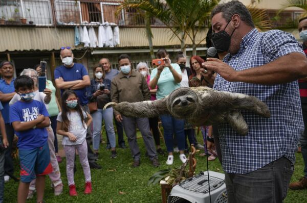 رویدادهای هفته به روایت تصویر.خانواده ونزوئلایی از جانور «تنبل» در خانه خود مراقبت می کند. - اسپوتنیک ایران  