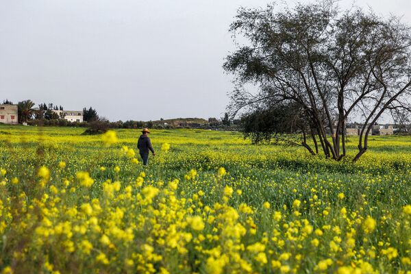 بهار در کشورهای مختلف جهان طبیعت را رنگ زده است. شمال غزه. - اسپوتنیک ایران  