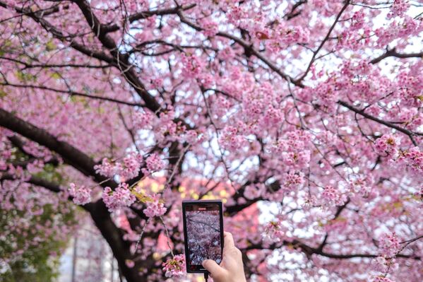 بهار در کشورهای مختلف جهان طبیعت را رنگ زده است. پارکی در ژاپن. - اسپوتنیک ایران  