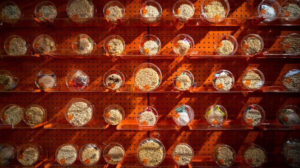 Выставка разного вида лапши в интернациональном магазине Good Noodle в Бангкоке - اسپوتنیک ایران  