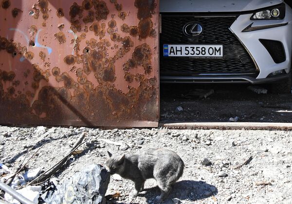 گربه و خانه ویران بر اثر حملات نیروهای اوکراین در ماریوپل. - اسپوتنیک ایران  