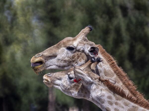 باغ وحش در حومه تهران - اسپوتنیک ایران  
