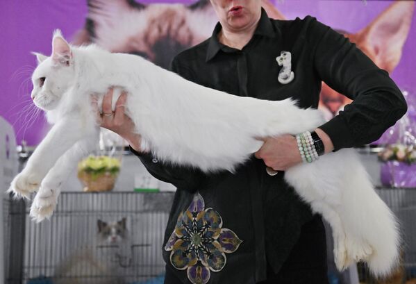نمایشگاه - شوی گربه ای &quot;کوشاریکی &quot; در مسکو برگزار شد.گربه نژاد &quot;مین کُن&quot;. - اسپوتنیک ایران  