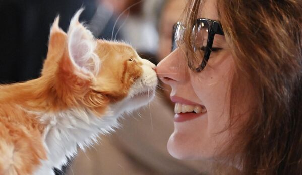 نمایشگاه - شوی گربه ای &quot;کوشاریکی &quot; در مسکو برگزار شد.گربه و صاحبش در نمایشگاه گربه ای مسکو. - اسپوتنیک ایران  