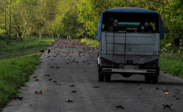 مهاجرت سالانه خرچنگ‌ها برای تخم ریزی  باعث نگرانی رانندگانی می شود که در تاشی بیهوده سعی می کنند سخت پوستان را زیر نگیرند و باعث کشته شدن آن ها نشوند. - اسپوتنیک ایران  