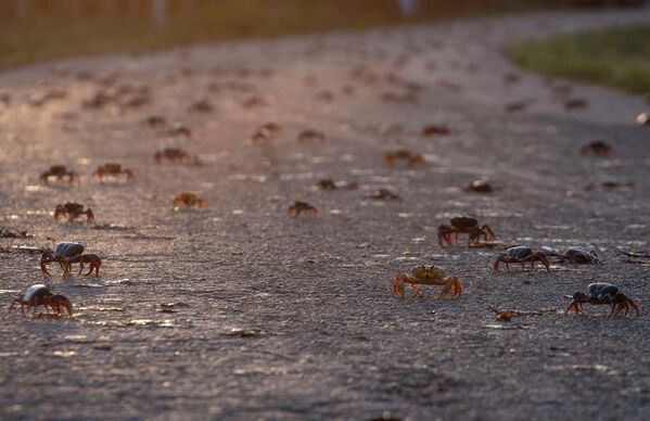 مهاجرت سالانه خرچنگ‌ها برای تخم ریزی  باعث نگرانی رانندگانی می شود که در تاشی بیهوده سعی می کنند سخت پوستان را زیر نگیرند و باعث کشته شدن آن ها نشوند.مهاجرت خرچنگ‌ها برای ساکنان دردسر ایجاد می کند، اما دیدن آن ها در سراسر جاده برای گردشگران و علاقه مندان به این پدیده شگفت انگیز است. - اسپوتنیک ایران  