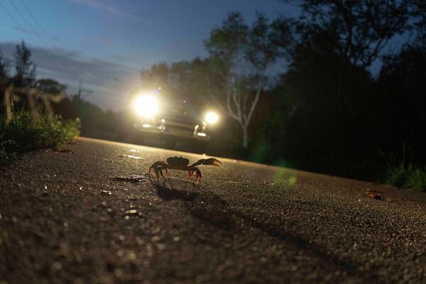 مهاجرت سالانه خرچنگ‌ها برای تخم ریزی  باعث نگرانی رانندگانی می شود که در تاشی بیهوده سعی می کنند سخت پوستان را زیر نگیرند و باعث کشته شدن آن ها نشوند. - اسپوتنیک ایران  