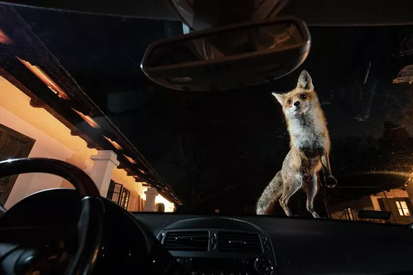 Снимок из серии The Fox’s Tale венгерского фотографа Milan Radisics, победивший в категории Professional WildlifeNature фотоконкурса 2022 Sony World Photography Awards
