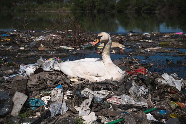 رویدادهای هفته به روایت تصویر.آشیانه قو در میان زباله ها در حاشیه رودخانه دانوب. - اسپوتنیک ایران  