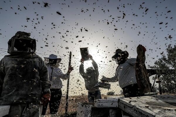 رویدادهای هفته به روایت تصویر.پرورش‌دهندگان زنبور در فلسطین. - اسپوتنیک ایران  