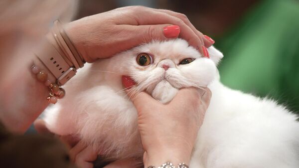 مسابقه زیبایی گربه ها - اسپوتنیک ایران  