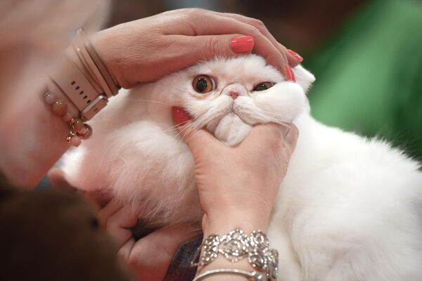 رویدادهای هفته به روایت تصویر.کنکور زیبایی «ملکه گربه ها» در رومانی. - اسپوتنیک ایران  