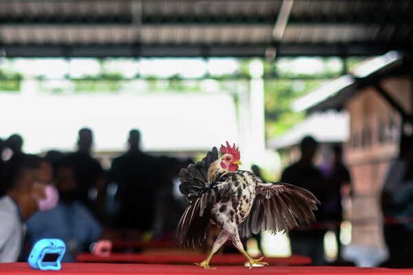 مسابقه بین مرغ ها برای دریافت عنوان زیباترین مرغ در مالزی برگراز شد. - اسپوتنیک ایران  