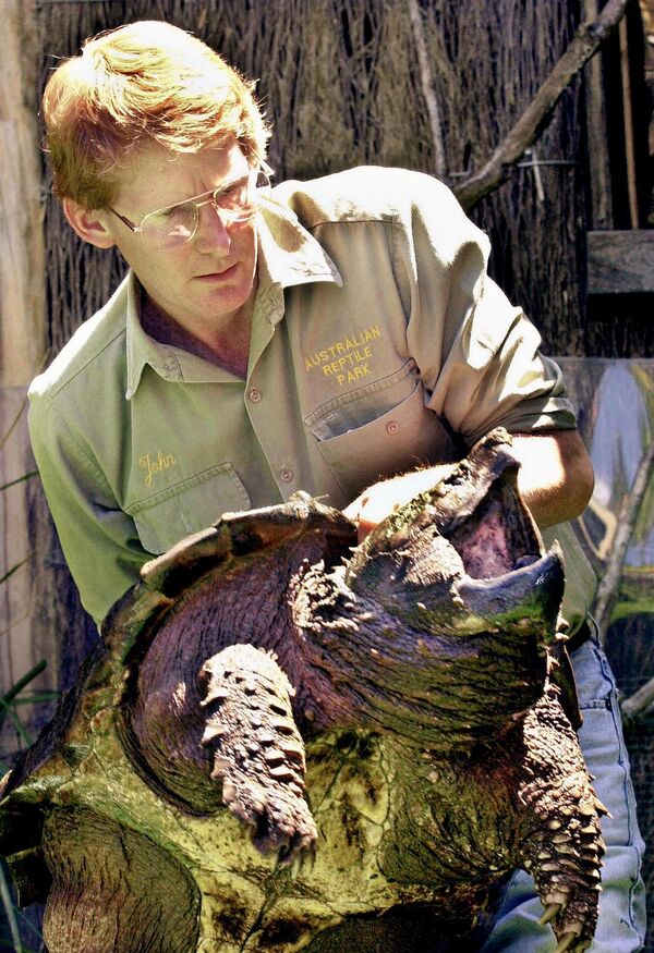 جان وایگل، مدیر پارک خزندگان استرالیا، یک تمساح آمریکایی را به نمایش می‌گذارد که در حال شکار لاک پشت بوده و در زهکشی درون شهری در سیدنی یافت شده است. - اسپوتنیک ایران  