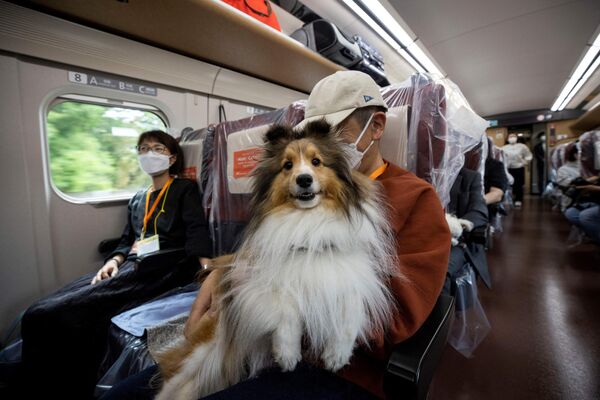 روز 21 ماه مه، مسافران با سگ های خود سوار قطار سریع السیر شینکانسن شدند تا طی یک سواری یک ساعته از توکیو به شهر تفریحی Karuizawa برسند.من هم بلیط دارم. - اسپوتنیک ایران  
