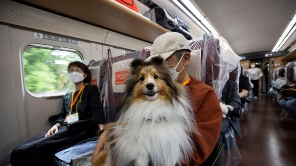 سگ ها یک روز مهمان قطار سریع السیر ژاپن - اسپوتنیک ایران  