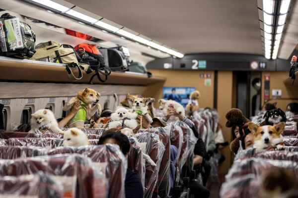 روز 21 ماه مه، مسافران با سگ های خود سوار قطار سریع السیر شینکانسن شدند تا طی یک سواری یک ساعته از توکیو به شهر تفریحی Karuizawa برسند.شادی سگ ها به عنوان مسافران قطار. - اسپوتنیک ایران  