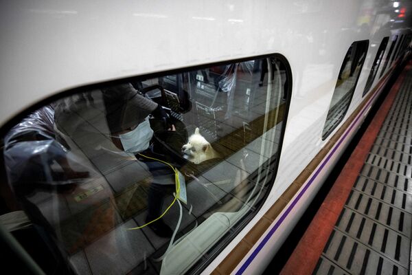 روز 21 ماه مه، مسافران با سگ های خود سوار قطار سریع السیر شینکانسن شدند تا طی یک سواری یک ساعته از توکیو به شهر تفریحی Karuizawa برسند.تماشای منظره بیرون. - اسپوتنیک ایران  