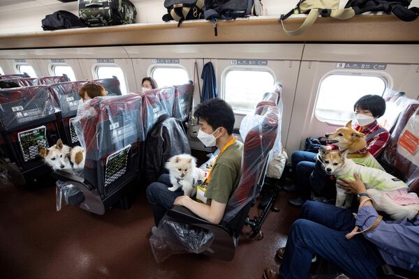 روز 21 ماه مه، مسافران با سگ های خود سوار قطار سریع السیر شینکانسن شدند تا طی یک سواری یک ساعته از توکیو به شهر تفریحی Karuizawa برسند.سگ ها طی این یک ساعت سواری میتوانند مثل مسافران دو پا، از بودن در قطار لذت ببرند. - اسپوتنیک ایران  