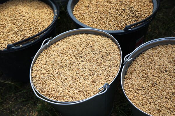 بذر برنج برای کاشت با کمک پهپاد در کراسنودار روسیه. - اسپوتنیک ایران  