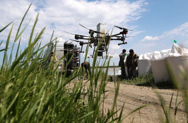 برنج‌کاران منطقه تمریوک در شرکت واحد دولتی &quot;محصولات کوبان&quot; با استفاده از هواپیماهای بدون سرنشین در مزارع برنج می کارند. - اسپوتنیک ایران  