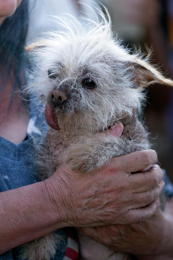 جوزی، سگی از توسان، آریز، منتظر نوبت خود در مسابقه زشت ترین سگ جهان، جمعه، 24 ژوئن 2022، در پتالوما، کالیفرنیا، روی صحنه است. - اسپوتنیک ایران  