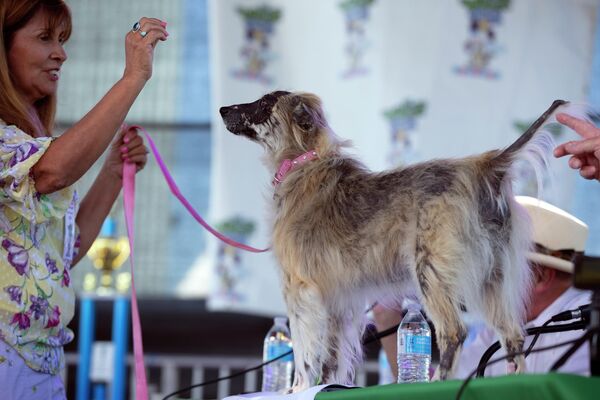 موریتا، یک مکزیکی بدون مو، در حالی که روی میز داوران در مسابقات زشت ترین سگ جهان، جمعه، 24 ژوئن 2022، در پتالوما، کالیفرنیا، ایستاده است، از مراقب ایوان مورونز لذت می برد. - اسپوتنیک ایران  