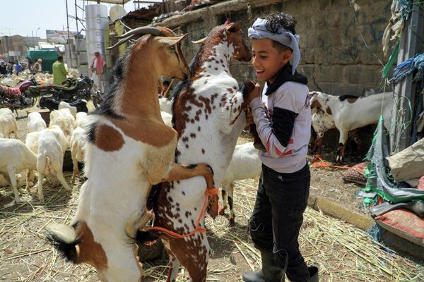 رویدادهای هفته از نگاه تصویر.پسربچه یمنی در حال بازی با بزها. - اسپوتنیک ایران  