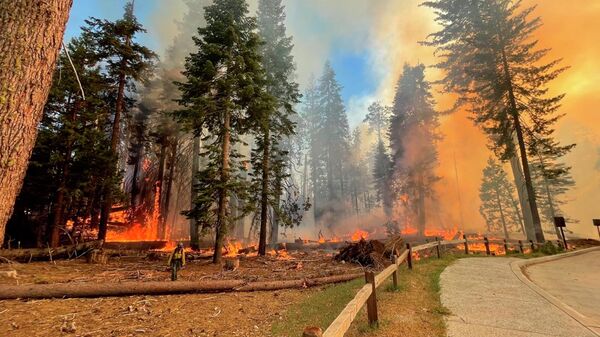آتش سوزی در پارک ملی یوسمیتی کالیفرنیا - اسپوتنیک ایران  