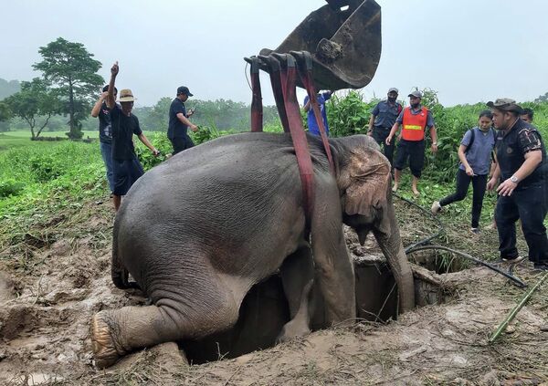 این عکس که در 13 ژوئیه 2022 توسط دپارتمان پارک های ملی، حیات وحش و حفاظت از گیاهان تایلند گرفته و منتشر شده است، فیل بالغ را نشان می دهد که در حین عملیات نجات برای بیرون کشیدن یک فیل شیرخوار که در چاله افتاده بود، از یک سوراخ بلند شده است - اسپوتنیک ایران  