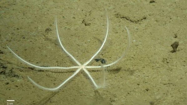 کشف گونه های جدید ساکن در عمق اقیانوس آرام.Freyastera tuberculata - یک ستاره دریایی عمیق - در کف اقیانوس منطقه Clarion Clipperton (CCZ). - اسپوتنیک ایران  