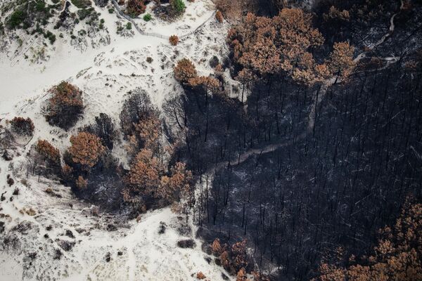 منطقه جنگلی سوخته پس از آتش سوزی، در نزدیکی La Teste-de-Buch، جنوب غربی فرانسه. - اسپوتنیک ایران  