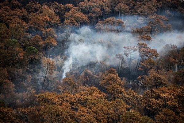 آتش‌سوزی جنگل کاج در جنوب فرانسه بیش از ۲۵۰ هکتار از درختان این جنگ را طعمه حریق کرده است و چهار آتش نشان نیز در جریان اطفاء این حریق مجروح شده‌اند. - اسپوتنیک ایران  