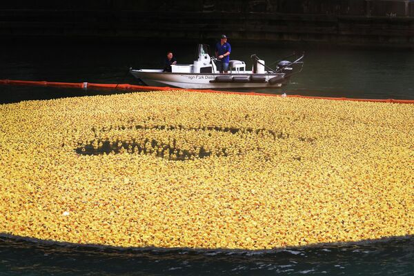 شیکاگو، ایلینویز - ۰۴ آگوست: هفتاد و پنج هزار اردک پلاستیکی در طول دربی شیکاگو داکی در ۰۴ گوست ۲۰۲۲ در شیکاگو، ایلینوی در رودخانه شیکاگو شناور شدند.اردک ها به عنوان بخشی از یک رویداد جمع آوری کمک های مالی برای المپیک ویژه ایلینوی به رودخانه ریخته می شوند.اردک‌های منفرد، که توسط حامیان هر کدام با قیمت ۵ دلار پذیرفته می‌شوند، به مکان نزدیکی می‌روند و جوایز و پول نقد به دارندگان اردک‌های برنده تعلق می‌گیرد. - اسپوتنیک ایران  