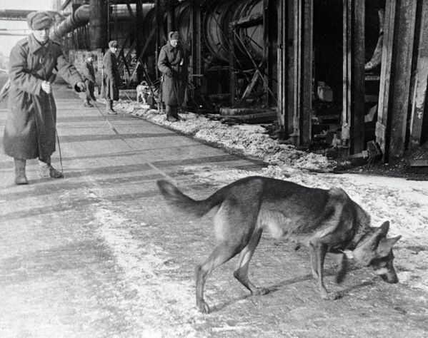 سگ ها به دنبال مین در بوداپست  - اسپوتنیک ایران  