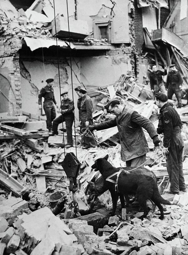 سگ های امداد رسان در سال 1941 - اسپوتنیک ایران  