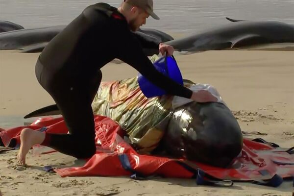 یک نجات غریق، آب بر روی  سر یکی از نهنگ‌های سرگردان در ساحل اقیانوس در بندر مک‌کواری در استرالیا می‌ریزد - اسپوتنیک ایران  