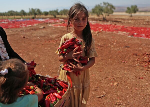 دختری در 19 سپتامبر 2022 در شهر محمبل در حومه جنوبی استان ادلب در شمال غربی سوریه که تحت کنترل شورشیان است، فلفل چیلی برداشت شده را خشک می کند - اسپوتنیک ایران  