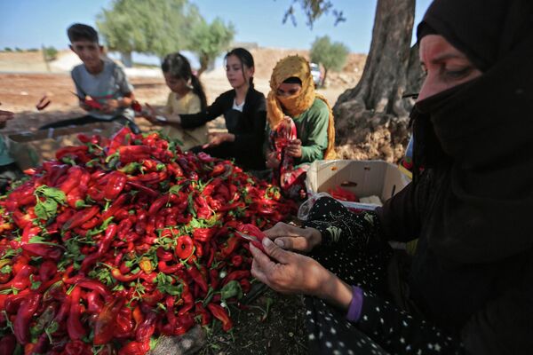 مراسم خشک کردن فلفل چیلی در سوریه - اسپوتنیک ایران  