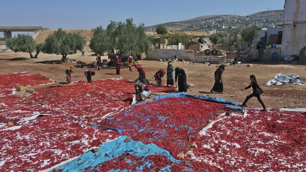 سوری ها در ماه سپتامبر، مراسم خشک کردن فلفل چیلی را برگزار می کنند - اسپوتنیک ایران  