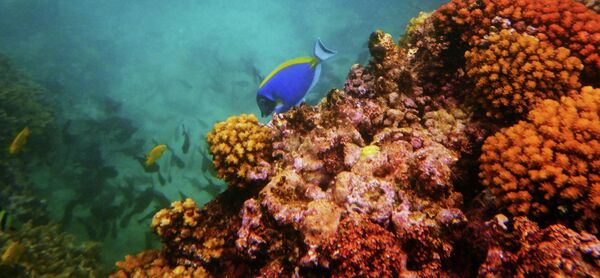 کدام حیوانات ممکن است تا سال 2050 منقرض شوند؟مرجان ها و ماهی ها در حوضه آبی جزیره «لا دیک» در سیشل. - اسپوتنیک ایران  