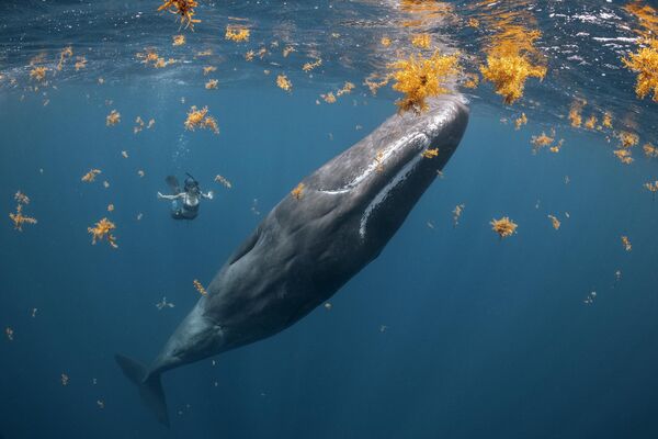 برندگان مسابقه عکاسی &quot;اقیانوس2022&quot; اعلام شدند.عکاس، استیو وودز از بریتانیا. نهنگ. - اسپوتنیک ایران  
