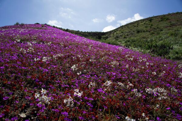 گلهای شکوفا - اسپوتنیک ایران  