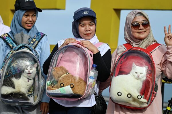 گربه های زیبا در یک نمایشگاه - اسپوتنیک ایران  