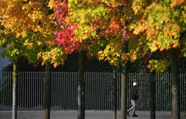 درختان پاییزی در برلین - اسپوتنیک ایران  
